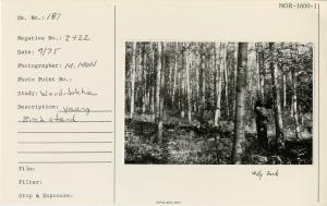 Young birch stand. Willy Jack.
