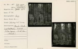 Beach Stand (uplifted Beach) Yakutat. Sitka Spruce 10-18" Diam (Hemlock).