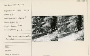 Pt. 4. Tree limbed on one side for Photo.