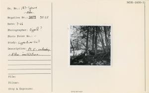 Pt. 5 - understory. Alder neath Spruce.