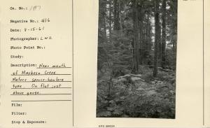 Near mouth of Maybeso Creek. Mature spruce-hemlock type. On flat just above gauge.