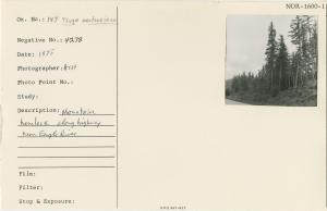 Mountain hemlock along highway near Eagle River.