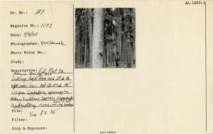 FS [Forest Survey?] Plot 72, Chena Slough plot. Looking back from end SP-6 to right side line Net Ⓢ 3 ≡ d 95'. 100 years. Lowerstory openings to alder & willow. Sparse reproduction. Understory rosa. Signs of butt rot & top breakage.