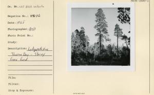 Lodgepole Pine. Thorne Bay, Staney Creek Road. Lodgepole Pine. Thorne Bay, Staney Creek Road.