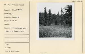 Lodgepole pine Mosquito Lake muskeg.
