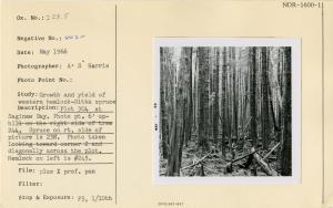 Plot 304 at Saginaw Bay. Photo pt. 6' up hill on the right side of tree 244. Spruce on rt. side of picture is 238. Photo taken looking toward corner 2 and diagonally across the plot. Hemlock on left is #245.
