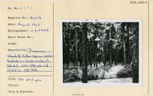 Primary stand of Sitka spruce-western hemlock on beach sands at Yakutat. 210-250 yrs. old at d.b.h.110' tall.