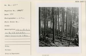 Old growth stand on the hill behind the 1960's Lemon Creek cutting.