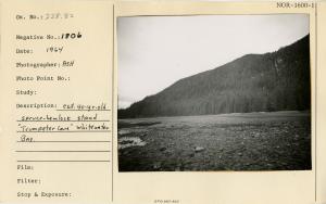Est. 40-yr-old spruce-hemlock stand "Trumpeter Cover," Whitewater Bay.