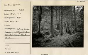 Cutting inside lagoon, Whitewater Bay. Estimated logged about 1924.