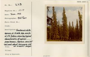 Scattered white spruce at 12 Mile Lake south of Ft. Yukon showing typical characteristic of apical dominance. Spruce are 60' tall and about 120 years old at breast height.