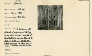 A 75 year old stand of aspen at Ohtig Lake six miles south of Chalkyitsik on the Black River. Aspen site is 25 to 30 whereas white spruce in the area are doing much better.