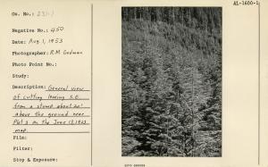 General view of cutting looking S.E. from a stump about 20' above the ground near Plot 3 on the June 13, 1923 map.