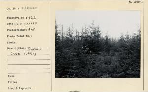 Tunehean Creek cutting.
