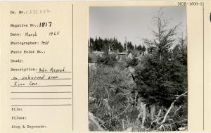 Adv. reprod. on unburned area, Kina Cove.