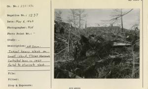 N.R. Drum. Typical heavy slash on small island, Tlevak Narrows. Controlled burn in 1960 failed to eliminate slash.