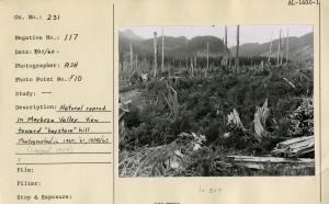 Natural reprod. in Maybeso Valley. View toward "haystack" hill. Photographed in 1960, '61, 10/18/63 (logged 1964).