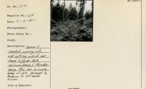 Spruce & hemlock coming into old cutting which was beach logged. Note salmonberry & thimble berry. Men are in vicinity of plots sprayed by Andersen to kill brush.