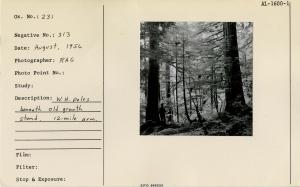 W.H. poles beneath old growth stand. 12-mile arm.