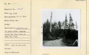Regeneration 23 years after logging along the Cape Pole to Edna Bay Road.