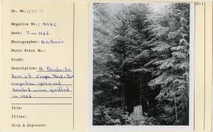 A Douglas-fir at Virgin Bay. The competing spruce and hemlock were girdled in 1966.