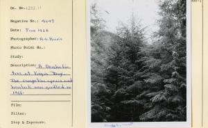 A Douglas-fir at Virgin Bay. The competing spruce and hemlock were girdled in 1966.