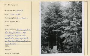 A Douglas-fir at Virgin Bay. The competing spruce and hemlock were girdled on the day this picture was taken.