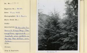 A Douglas-fir at Virgin Bay. The competing spruce and hemlock were girdled on the day this picture was taken.
