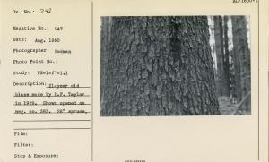 21- year old blaze made by R.F. Taylor in 1929. Shown opened on neg. no. 383. 26" spruce.