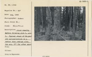 Stand density before thinning plot 1, area 1. Typical stand of 960 yr old spruce-hemlock on a better than average site. See neg. 377 for after shot.