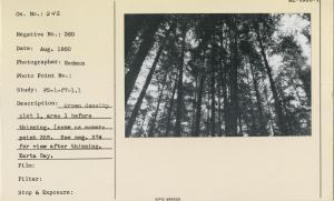 Crown density plot 1, area 1 before thinning. Same as camera point neg. 359. See neg. no. 374 for view after thinning. Karta Bay.