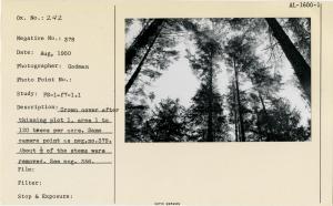 Crown density after thinning plot 1, area 1, to 120 trees per acre. Same camera point as neg. no. 379. About 1/2 of the stems were removed. See neg. 356.