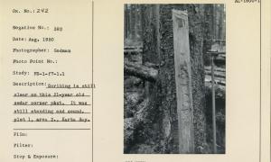 Scribing is still clear on this 21-year old cedar corner post. It was still standing and sound. Plot 1, area 2., Karta Bay.