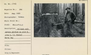 30-inch cull spruce girdled on plot 3, area 1. (J. Klein) Karta Bay.