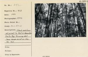 Stand conditions adjacent to Plot 3, before thin. Karta Bay thinning plot. Same camera point as Neg. No. 467.