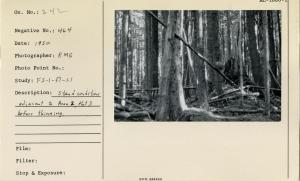 Stand conditions adjacent to Area 2, Plot 3 before thinning.