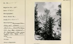 Decomposition study Cat Island. Plot 22, tree #5.  Poison Plot, 3 yrs., 3 mos subsequent to treatment. Char. same as in pict. #5. Taken from approx. 1ch N.E. (pict. #8).