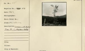 Crown of Residual Tree #1 Maybeso Valley.