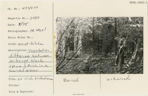 Vegetation difference between unburned black spruce & birch in a burned area.
