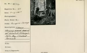 Extensive chewing around base of 38" hemlock (McGregor). Hel Bay, Cleveland Peninsula.