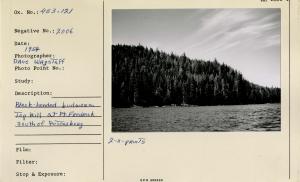 Black-headed budworm top kill at Pt. Fredrick south of Petersburg.