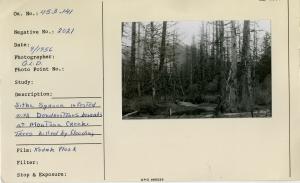 Sitka Spruce infested with Dendrostonus borealis at Montana Creek. Trees killed by flooding.