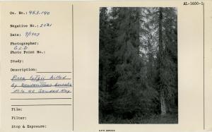 Picea lutzii killed by Dendroctonus borealis mile 40 Seward Hwy. Woodpecker holes evident in trunk.