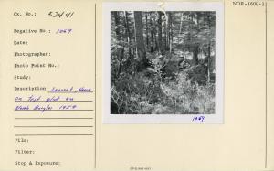 Laurent, Haack on test plot on North Douglas, 1959. Laurent, Haack on test plot on North Douglas, 1959.