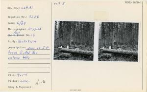 Saw at I.P. Trees felled for volume table. Photo point: Plot #6. Saw at I.P. Trees felled for volume table. Photo point: Plot #6.