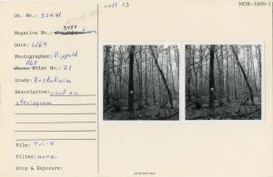 Used on stereogram. Photo point: Plot #21. Used on stereogram. Photo point: Plot #21.