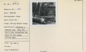 Weighing a hemlock log. Note the short hose connecting the gauge to the scale (Thorne Bay).