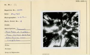 Permanent Plot #3000 at Tuxekan Pass. Vertical photo from below showing crown competition. Photo Point #2. Permanent Plot #3000 at Tuxekan Pass. Vertical photo from below showing crown competition. Photo Point #2.