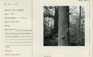 Conks on hemlock near Switzer Creek, Juneau. Tree is dead.