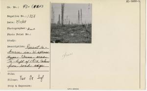 Recent reburn in W. spruce type. Chena area to left of 1R 15, taken from road edge.
